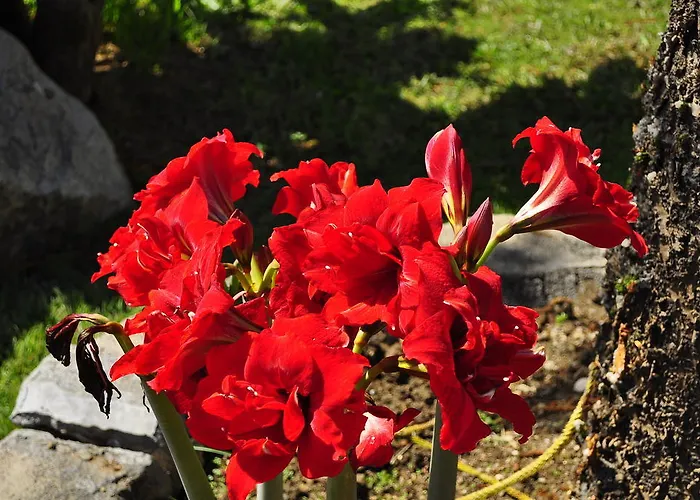 ενοικιαζόμενα Ξενοδοχείο με διαμερίσματα 3*