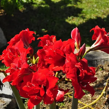 Family 公寓式酒店 3*